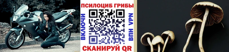 MEGA ONION  Белгород  Псилоцибиновые грибы мухоморы 